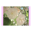 Antique Blossoms posters by elizadeb Antique Blossoms posters