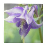 Antique Blue Aquilegia Blossom Ceramic Tiles