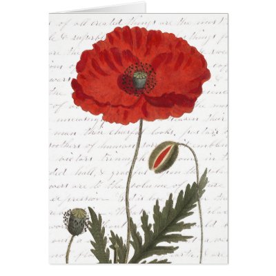 Botanical Illustration Poppy