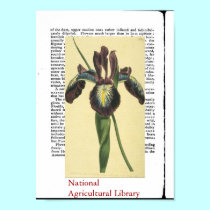 Antique Botanical Print posters