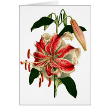 Antique Botanicals Pink and White Lily Greeting Cards