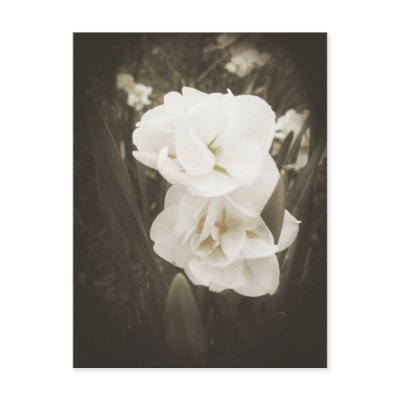 Antique Daffodil Postcards by ArchetypusPhoto
