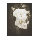 Antique Daffodil Postcards