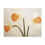 Antique Daffodils Postcard
