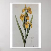 Antique Drawing Iris pseudacorus Posters