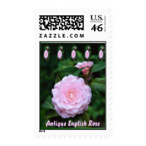 Antique English Rose, postage stamp by design_girl Antique English Rose, postage stamp