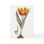 Antique Engraving of a Red Tulip Greeting Card