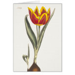 Antique Engraving of a Red Tulip Greeting Card