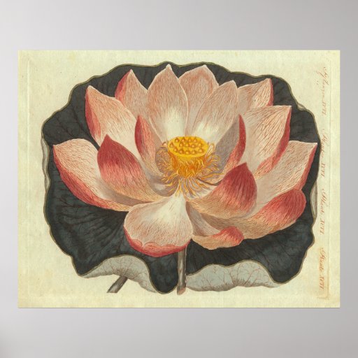 Antique Engraving of Water Lily, Lotus Blossom Print