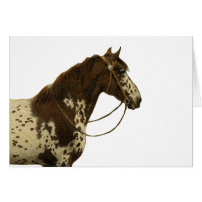 Antique Horses - Appaloosa Card by dogsandhorses
