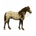 Antique Horses - Appaloosa t-shirts