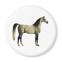 Antique Horses - Arabian Fridge Magnet