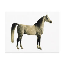 Antique Horses - Arabian Postcard