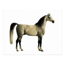 Antique Horses - Arabian Postcard