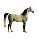 arabian, horse, horses, arab, arabian horse,