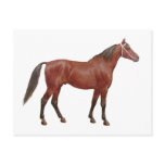 Antique Horses - Thoroughbred Postcards