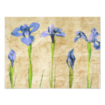 Antique Irises - Vintage Iris Background Customize Photograph