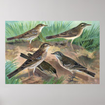 Antique Litho, Anthus genus (pipits), summer, fall Posters