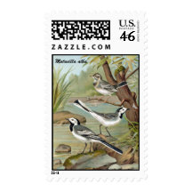 Antique Litho, White wagtail Stamp