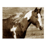 Antique Looking Paint Mare Post Card