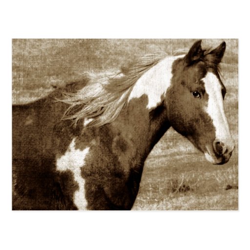Antique Looking Paint Mare Post Card