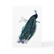 Antique Natural History Print Peacok Greeting Cards