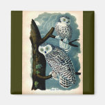 Antique Natural History Snowy Owl  Print Refrigerator Magnets