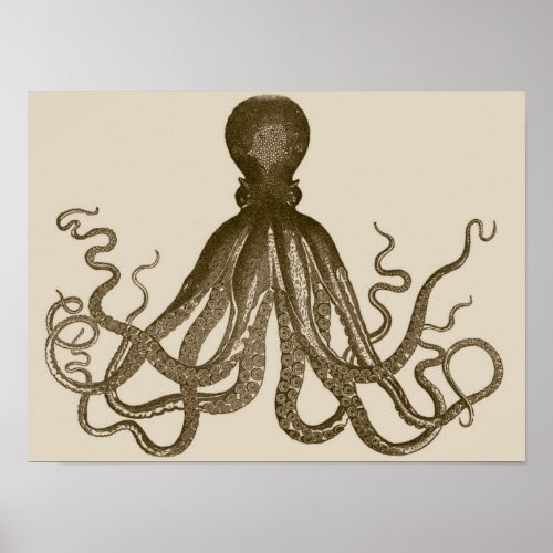 Antique Octopus Poster posters