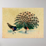Antique Peacock Peafowl Print