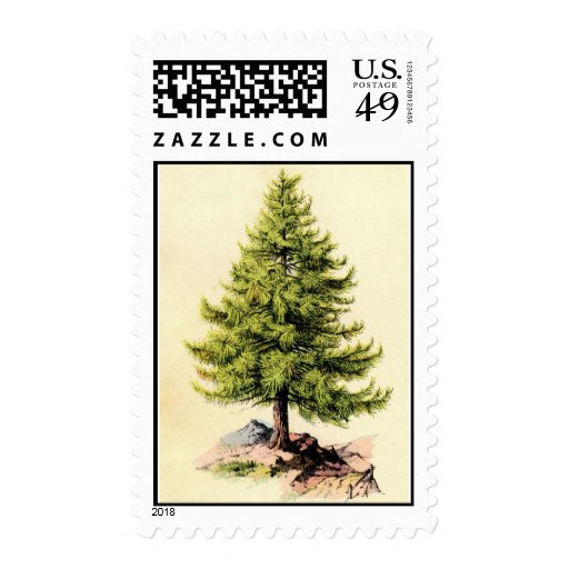 Antique Pine Tree Print Postage Stamp | Zazzle