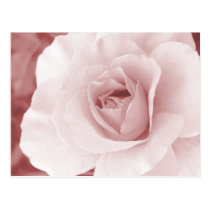 Antique Pink Rose Postcard postcards