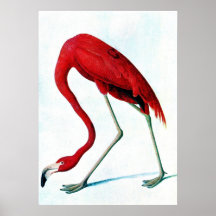 Antique plate American red flamingo Audubon Print