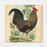 Antique Print Vintage Rooster Cockerel Refrigerator Magnets