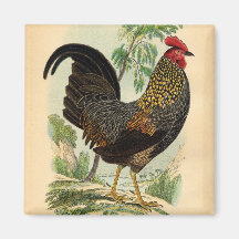 Antique Print Vintage Rooster Cockerel Refrigerator Magnets