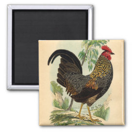 Antique Print Vintage Rooster Cockerel Refrigerator Magnets