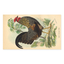 Antique Print Vintage Rooster Cockerel Rectangle Stickers