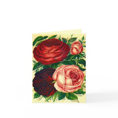 Antique Rose Heirloom Roses Valentine's Day Card by layooper