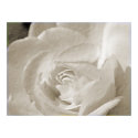 Antique Rose posters by mlane53 Antique Rose posters