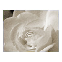 Antique Rose posters