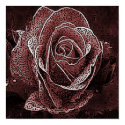 Antique Rose Poster posters