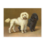 Antique Victorian Poodle Dogs Postcards