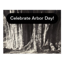 Antique vw Postcard Arbor del Tule Tree Arbor Day