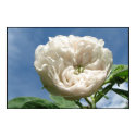 Antique White Rose posters by Bebops Antique White Rose posters