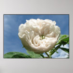 Antique White Rose posters
