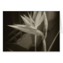 Antiqued Bird of Paradise 10 cards
