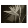 Antiqued Bird of Paradise 10