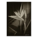 Antiqued Bird of Paradise 10 cards
