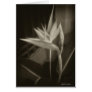 Antiqued Bird of Paradise 10