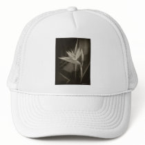 Antiqued Bird of Paradise 10 hats by AntiquedArt Antiqued Bird of Paradise 10 hats