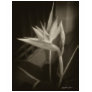 Antiqued Bird of Paradise 10
